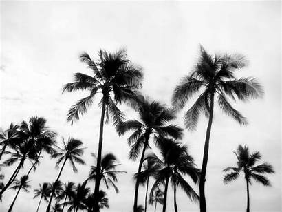 Palm Trees Palms Angels Wallpapers Noir Pool