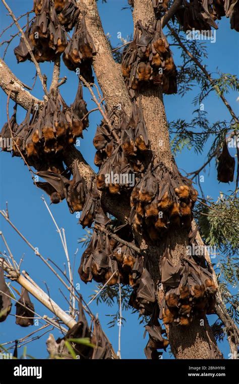 Little Red Flying Foxes Pteropus Scapulatus Roosting On Inland White