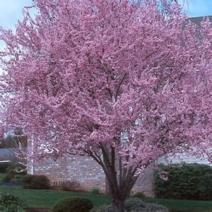 An ornamental tree can be a rose tree or a grafted evegreen, even a topiary evergreen. 7 Inexpensive Landscaping trees| Evansville Lawn & Landscape