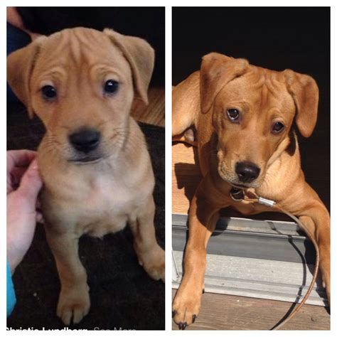Beagle lab mix is crossbred between beagle and labrador. Coonhound and Sharpei Mix! | Lab mix puppies
