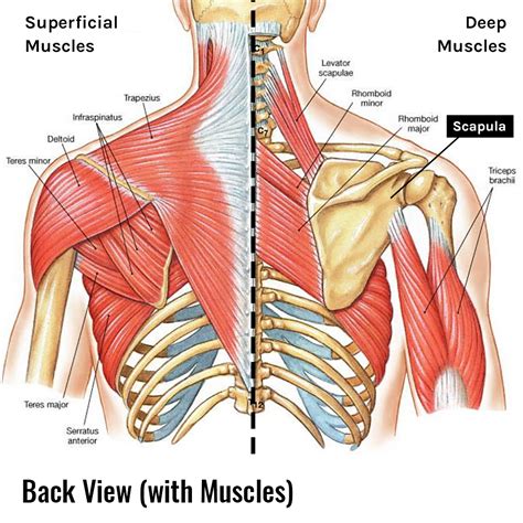 Shoulder Anatomy Muscle Scapula
