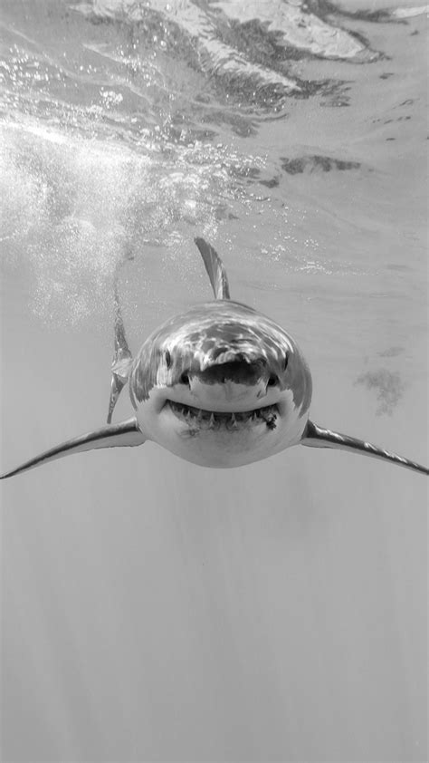 Great White Shark 1080 Mobile Wallpapers Wallpaper Cave