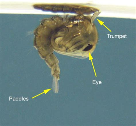 Mosquito Pupa Anatomy
