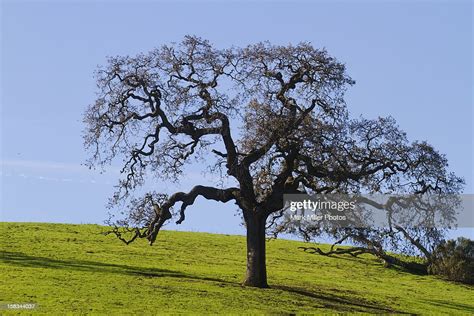 Oak Tree High Res Stock Photo Getty Images