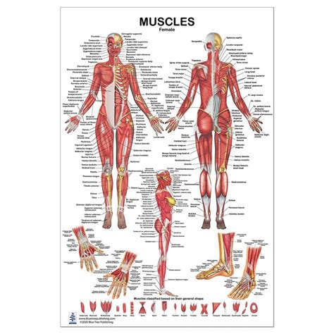 Muscles Female Regular Poster