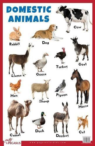 Domestic Animals Educational Chart Br