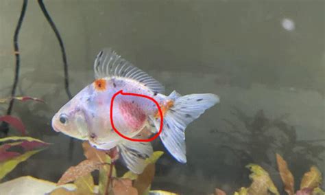 Red Spots On Goldfish Symptoms Causes And Treatments