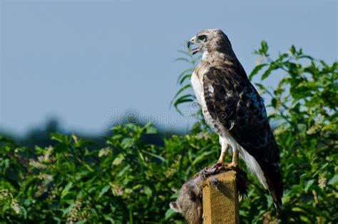 Red Tailed Hawk With Captured Prey Stock Photo Image Of Prey