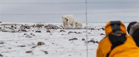 Churchill Polar Bear Tours — A Fascinating Journey Thorugh The Realm Of