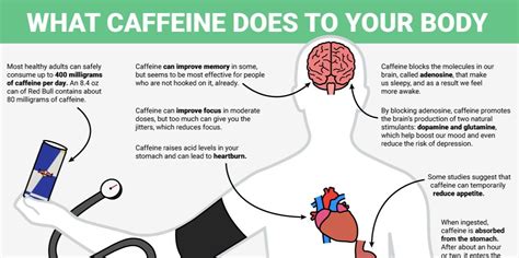 How Caffeine Affects The Body Business Insider