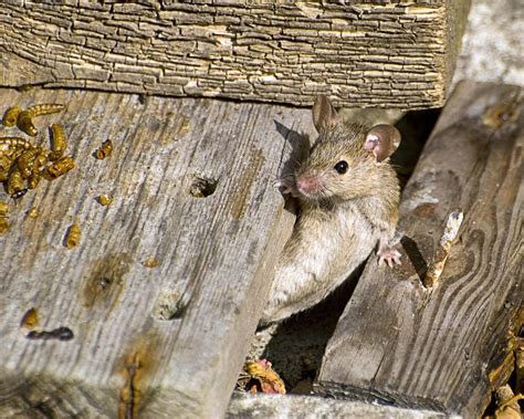 House Mouse Behaviors Meet Your Mousemeet Your Mouse