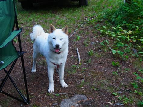 Hokkaido Inu Canada Hokkaido Blog