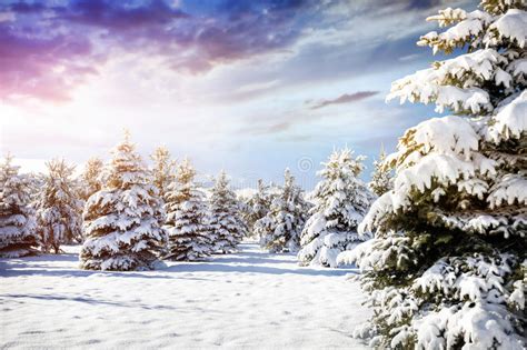 Beautiful Winter Forest Scenery Stock Image Image Of
