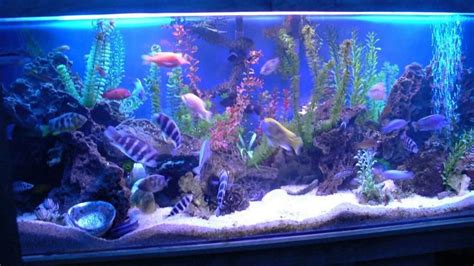Get inspired and add some new decorations to your fish tank. Fish Tank Decoration Ideas - YouTube