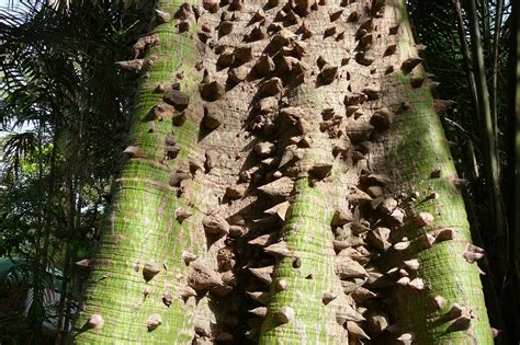 5 Of The Weirdest Trees On Earth The Environmentor