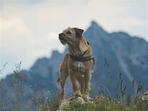 How Much Exercise Does My Border Terrier Need Pitpat