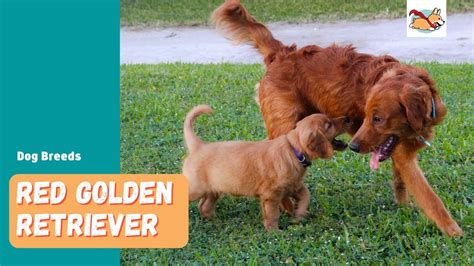 Red Golden Retriever Your Guide To This Stunning Rare Dog Youtube