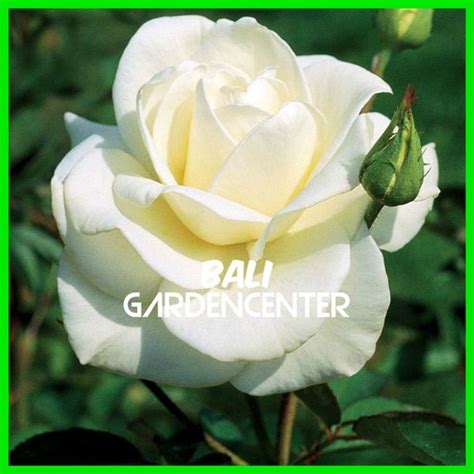 Jual Bibit Benih Biji 25 Bunga Mawar Putih White Rose Import Di Lapak
