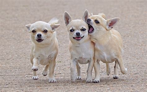 Three Chihuahuas In Walking All Looking At The Screen Why I Am Not
