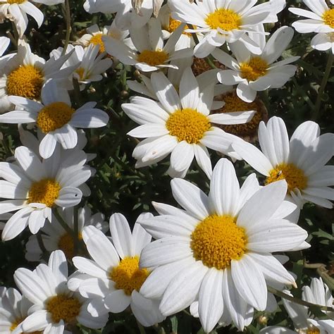 Argyranthemum Pure White Butterfly Buy Marguerite Daisy Annuals Online