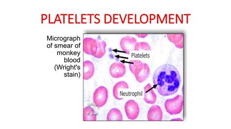 Hematopoiesis Formation Of Blood Cells An Overview