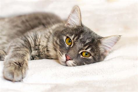Feline Upper Respiratory Infections Cat Flu Small Door Veterinary