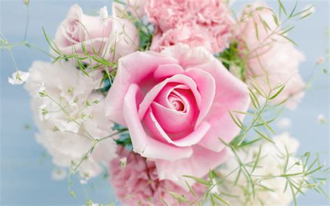 Pink Rose Schöne Blumen 2560x1600 Hd Hintergrundbilder Hd Bild