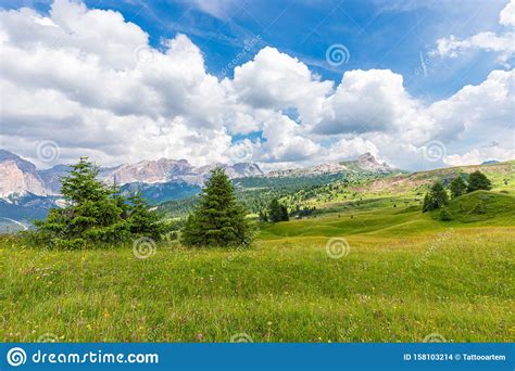 View Of Alpine Meadow With Wild Flowers In The Italian Dolomites Stock