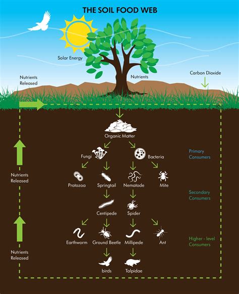 The Many Benefits Of Soil Organisms To Plant Health Sc Garden Guru