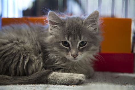 The domestic long hair cat is a mixed breed, so it is much harder to pin down a common temperament. Adopt Kitten on Petfinder | Kitten, Long haired cats, Animals