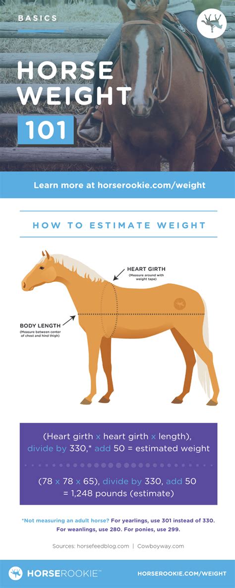 Average recoil force @ 4,000 shots per minute @ 6,000 shots per minute. How much does a horse weigh? (Fun facts, calculator, FAQs)