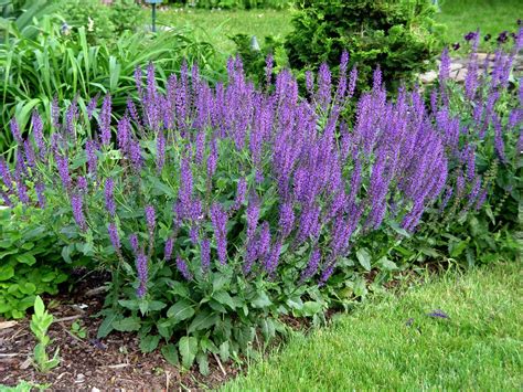 Top 10 Perennial Flowers For Your Sunny Garden