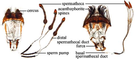 Female Genitalia And Spermathecae A Eristalopsis Sp1 B Pilosia