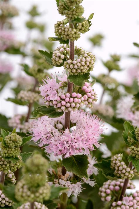 Caryopteris Incana Pavilion™ Pink — Thinkplants