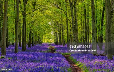 British Woodland Spring Photos And Premium High Res Pictures Getty Images