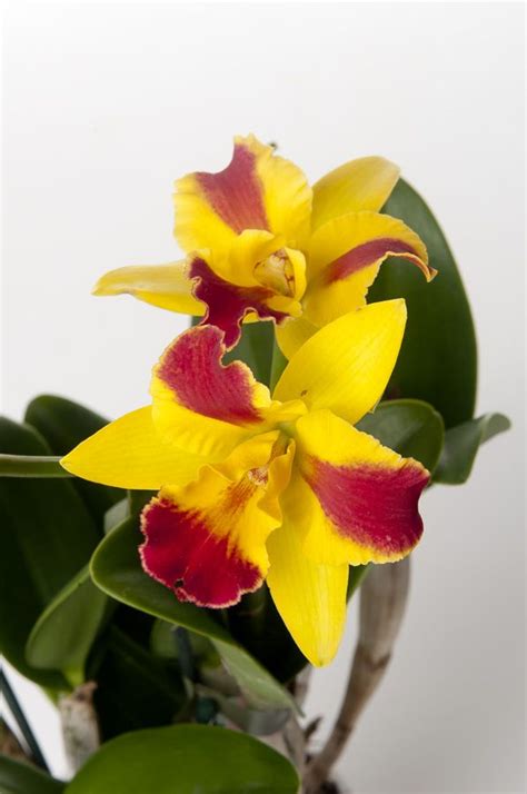 Orchidea, real orchidea, fiore, vero fiore, resina, orchidea del dendrobium reale, fiore naturale, elementi della terra, fiori, orchidee, cauzione, fiore giallo. Le Orchidee | Fiori, Fiori rossi e Piante