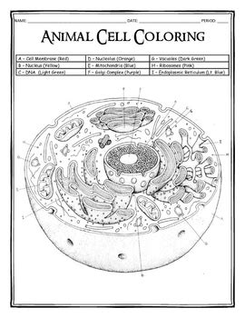 Students may need to use their book or other resources to this activity is a simple reinforcement worksheet to help students learn the structures found within a typical animal cell and what those structure might. Ouf! 39+ Vérités sur Biologycorner.com Animal Cell ...