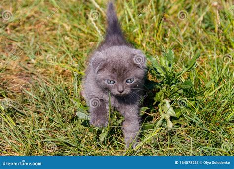 Grey Scottish Fold Kitten Na Zielonej Trawie Obraz Stock Obraz