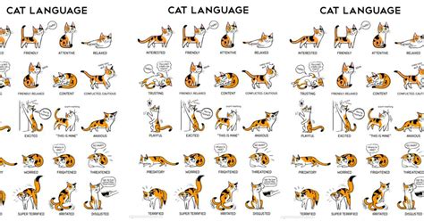 Exploring The Meaning Behind Cat Ears Position