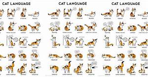 Feline Mysteries Solved With Cat Body Language Chart Langage Chat