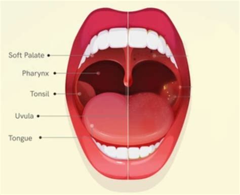 How And When To Sing With A Raised Soft Palate Yona Marie Yona