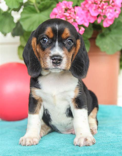 Tell us your search criteria and email address and we'll email you the next time a pet who matches is available for adoption! Beagle Puppies For Sale In South Florida