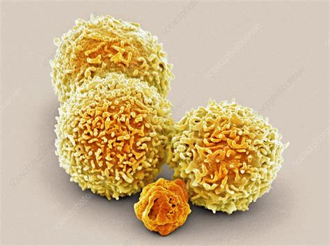 White Blood Cell And Platelet Sem Stock Image F0069928 Science
