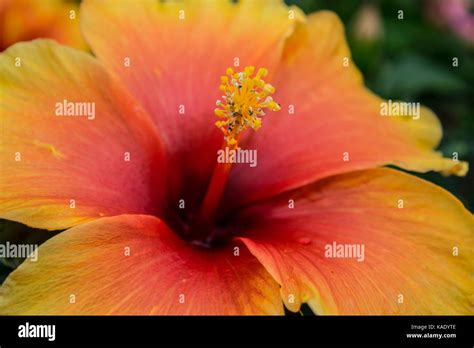 Yellow Hibiscus Flower Stock Photo Alamy