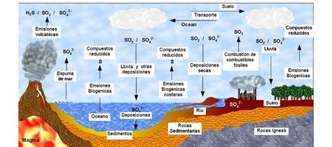 Ecología Dinámica De Los Ecosistemas Ciclo Del Azufre