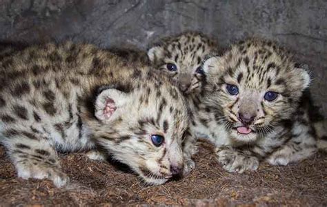 Watch Live Adorable Baby Snow Leopards Wired
