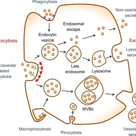 50 Exocytosis And Endocytosis 275586 Exocytosis And Endocytosis