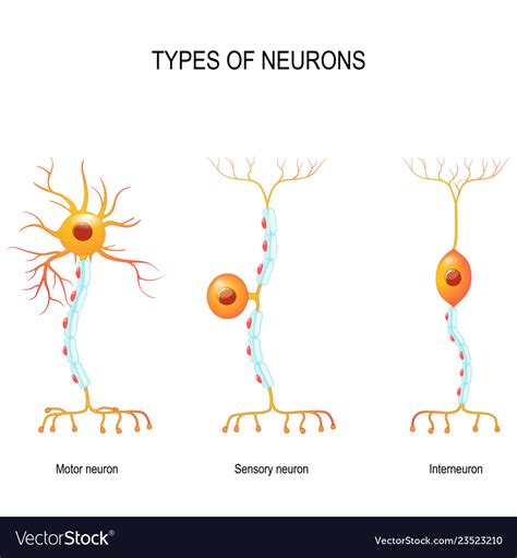 Sensory Neuron Motor And Interneuron Royalty Free Vector