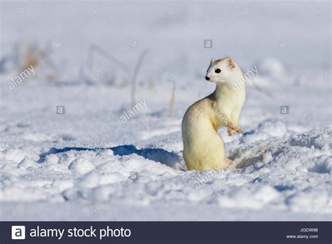 Short Tail Weasel Hi Res Stock Photography And Images Alamy