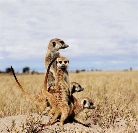 Experience The Makgadikgadi Meerkats In Botswana Art Of Safari